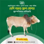 দেশি গরুর তাজা গোশত - Image 2